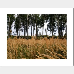 Tall golden grass Posters and Art